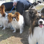 「3兄妹」『わんこ にゃんこ川柳』大募集！最優秀賞者には5000円のギフト券をプレゼント！の投稿画像