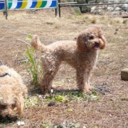 「必ず、犬に吠えられる…　でも、君たちだけは好き☆」『わんこ にゃんこ川柳』大募集！最優秀賞者には5000円のギフト券をプレゼント！の投稿画像