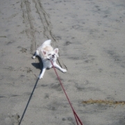 「必死すぎる・・・」『わんこ にゃんこ川柳』大募集！最優秀賞者には5000円のギフト券をプレゼント！の投稿画像