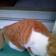 「今日のお昼ご飯・・・」『わんこ にゃんこ川柳』大募集！最優秀賞者には5000円のギフト券をプレゼント！の投稿画像