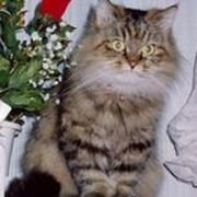 「かくれんぼ 頭かくして 尻尾かくさず」『わんこ にゃんこ川柳』大募集！最優秀賞者には5000円のギフト券をプレゼント！の投稿画像