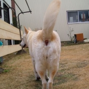 「感じたい・・・　君の匂いを　もう一度」『わんこ にゃんこ川柳』大募集！最優秀賞者には5000円のギフト券をプレゼント！の投稿画像