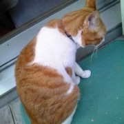 「縁遠い飼い主の一句」『わんこ にゃんこ川柳』大募集！最優秀賞者には5000円のギフト券をプレゼント！の投稿画像