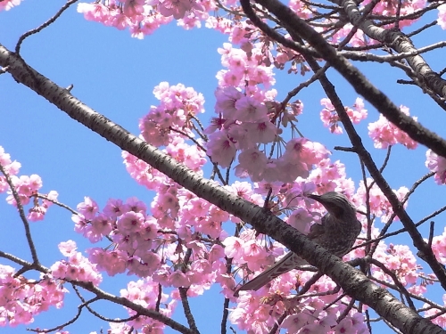 上野公園で発見♪　ヒヨドリも桜を待ってました～