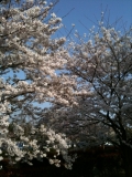 上尾市上平公園