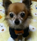 わが愛犬、ぺぺ。