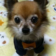 「わが愛犬、ぺぺ。」★元気！食欲！毛艶！お助けサプリメント★　『ペテルナ』モニター募集！の投稿画像