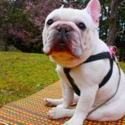 「琥珀くん、６歳半です。」★元気！食欲！毛艶！お助けサプリメント★　『ペテルナ』モニター募集！の投稿画像