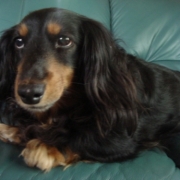 「下半身が不自由になっています。」★元気！食欲！毛艶！お助けサプリメント★　『ペテルナ』モニター募集！の投稿画像