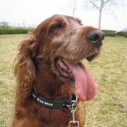 「アイリー」★元気！食欲！毛艶！お助けサプリメント★　『ペテルナ』モニター募集！の投稿画像