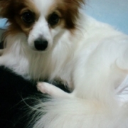 「うちのロイ君（パピヨン３歳１０ヶ月）」★元気！食欲！毛艶！お助けサプリメント★　『ペテルナ』モニター募集！の投稿画像