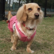 「あんこちゃん」★元気！食欲！毛艶！お助けサプリメント★　『ペテルナ』モニター募集！の投稿画像