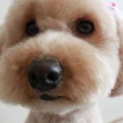 「トイプードル　３歳　女の子　みにぃ」★元気！食欲！毛艶！お助けサプリメント★　『ペテルナ』モニター募集！の投稿画像