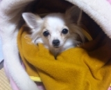 モモちゃん