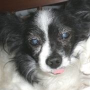 「愛犬のもうちゃん　パピヨン♂16歳です。」★元気！食欲！毛艶！お助けサプリメント★　『ペテルナ』モニター募集！の投稿画像