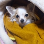 「モモちゃん」★元気！食欲！毛艶！お助けサプリメント★　『ペテルナ』モニター募集！の投稿画像