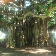 「ホノルルでの出会い」【5月限定】花や緑の画像大募集～ドイツ底面かん水プランターレチューザプレゼント～の投稿画像