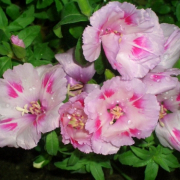 「ゴテチャ」【5月限定】花や緑の画像大募集～ドイツ底面かん水プランターレチューザプレゼント～の投稿画像