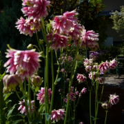 「種から育てた、アクレイギア（西洋オダマキ）、ノラバロー」【5月限定】花や緑の画像大募集～ドイツ底面かん水プランターレチューザプレゼント～の投稿画像