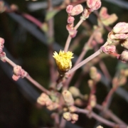 「サニーレタスの花」【20名様に当たる！】パチリで応募☆「何これ珍百景」フォトコンテスト～！！の投稿画像