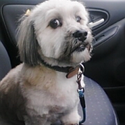 「おすまししてますが・・・」自慢の『わんちゃん』写真投稿してください！入賞者にはエルブオリジナル商品を♪の投稿画像