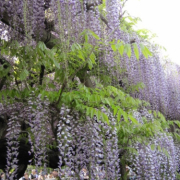 「亀戸天神の藤」【5月限定】花や緑の画像大募集～ドイツ底面かん水プランターレチューザプレゼント～の投稿画像