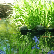 「のんびりだ、メイ」【5月限定】花や緑の画像大募集～ドイツ底面かん水プランターレチューザプレゼント～の投稿画像