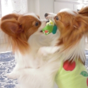 「空斗と海斗の日課のパピプロ♪」自慢の『わんちゃん』写真投稿してください！入賞者にはエルブオリジナル商品を♪の投稿画像