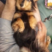 「パピヨンじゃないよ(^_^;)」自慢の『わんちゃん』写真投稿してください！入賞者にはエルブオリジナル商品を♪の投稿画像