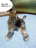 おしりもかわいいうさぎ