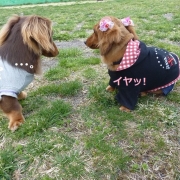 「チューを嫌がる我が家の愛犬＾＾；」写真にお絵描き 「おもしろ落書き写真」 投票コンテスト開催中！の投稿画像