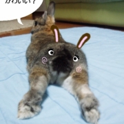 「おしりもかわいいうさぎ」写真にお絵描き 「おもしろ落書き写真」 投票コンテスト開催中！の投稿画像