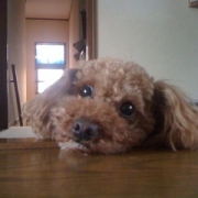 「くぅ？」自慢の『わんちゃん』写真投稿してください！入賞者にはエルブオリジナル商品を♪の投稿画像