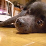 「犬だって、」自慢の『わんちゃん』写真投稿してください！入賞者にはエルブオリジナル商品を♪の投稿画像