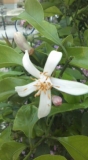 初めて咲いたレモンの花です　♪