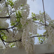 「玉川高島屋に、藤棚発見！」【5月限定】花や緑の画像大募集～ドイツ底面かん水プランターレチューザプレゼント～の投稿画像