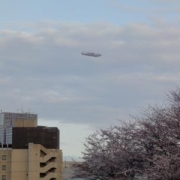「武道館付近・・2010」桜の写真を大募集！！ ～みんなで全国の桜フォトを集めよう～の投稿画像