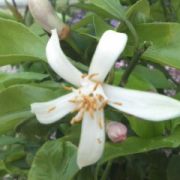 「初めて咲いたレモンの花です　♪」【5月限定】花や緑の画像大募集～ドイツ底面かん水プランターレチューザプレゼント～の投稿画像