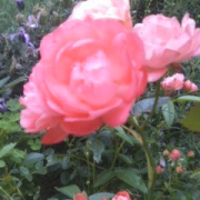 ミニバラとラベンダープラス雑草・・・・