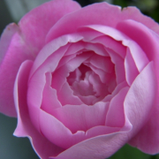 レーヌ・ヴィクトリア（オールドローズ） 