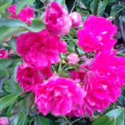 薔薇のガーランド