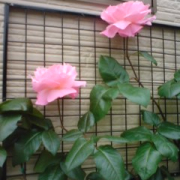 私が育てました！！！