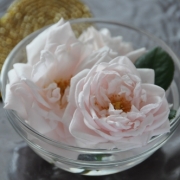 「☆ニュードーン☆」【応募者全員にプレゼント有り】身近にあるバラを探してみよう！の投稿画像