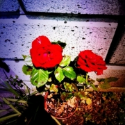 「家のバラ」【応募者全員にプレゼント有り】身近にあるバラを探してみよう！の投稿画像