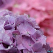 「雨の中の紫陽花。。。」雨の季節を感じるフォト 大募集！ ～みんなで雨の日々を楽しもう～の投稿画像