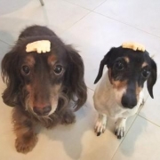 「こう見えても。。」第１弾★自慢の愛犬＆愛猫だからこそ！アディポネクチンで少しでも長生きして欲しい！の投稿画像