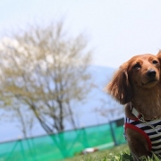 「富士山」第１弾★自慢の愛犬＆愛猫だからこそ！アディポネクチンで少しでも長生きして欲しい！の投稿画像