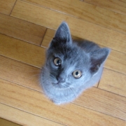 「長生きしてね！」第１弾★自慢の愛犬＆愛猫だからこそ！アディポネクチンで少しでも長生きして欲しい！の投稿画像