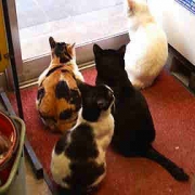 「我が家の、猫さんファミリー」第１弾★自慢の愛犬＆愛猫だからこそ！アディポネクチンで少しでも長生きして欲しい！の投稿画像