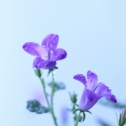 「雨上がり、ベルフラワー」雨の季節を感じるフォト 大募集！ ～みんなで雨の日々を楽しもう～の投稿画像